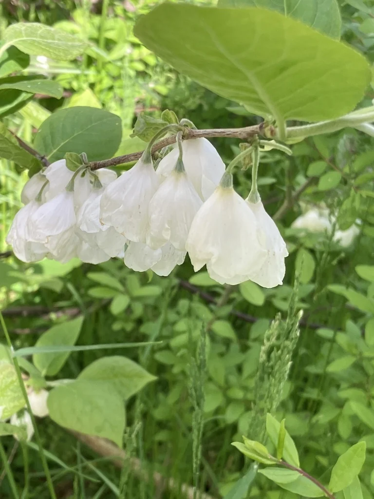 Halesia Carolina