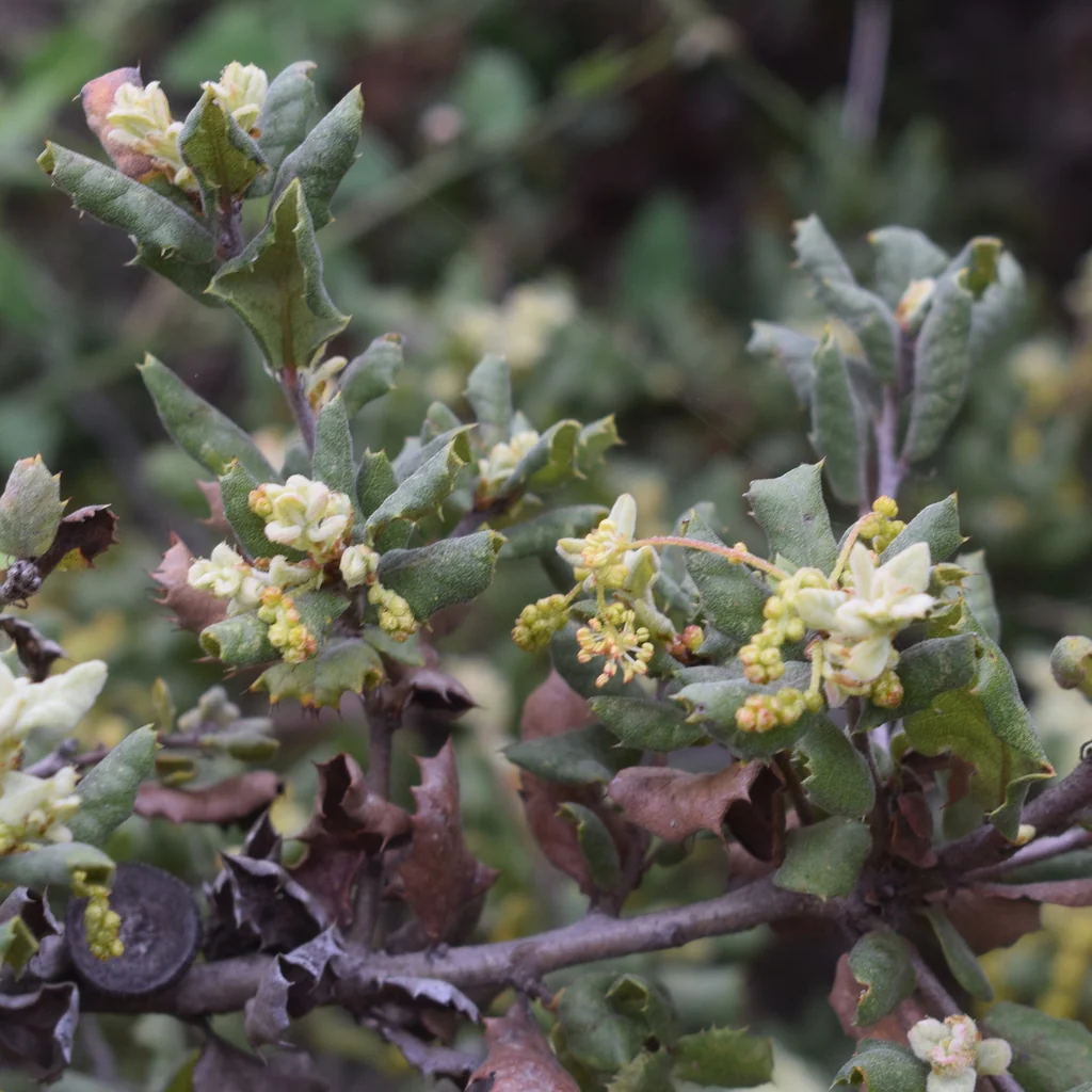 Quercus berberidifolia