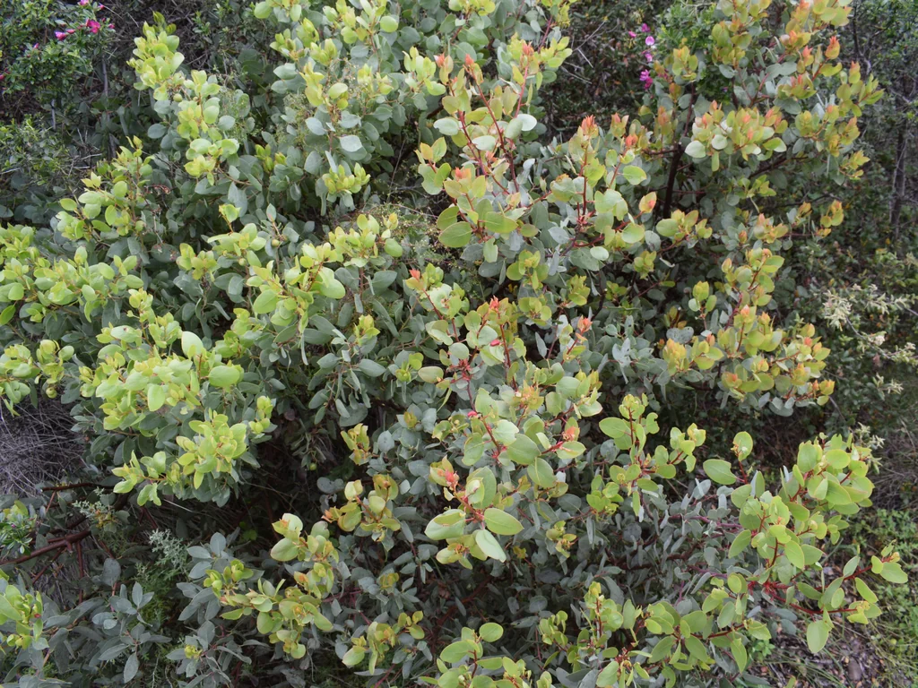 Arctostaphylos Glauca