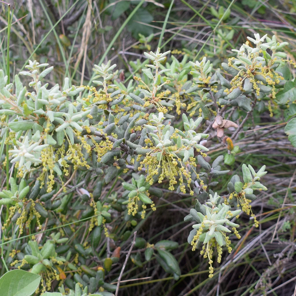 Quercus berberidifolia
