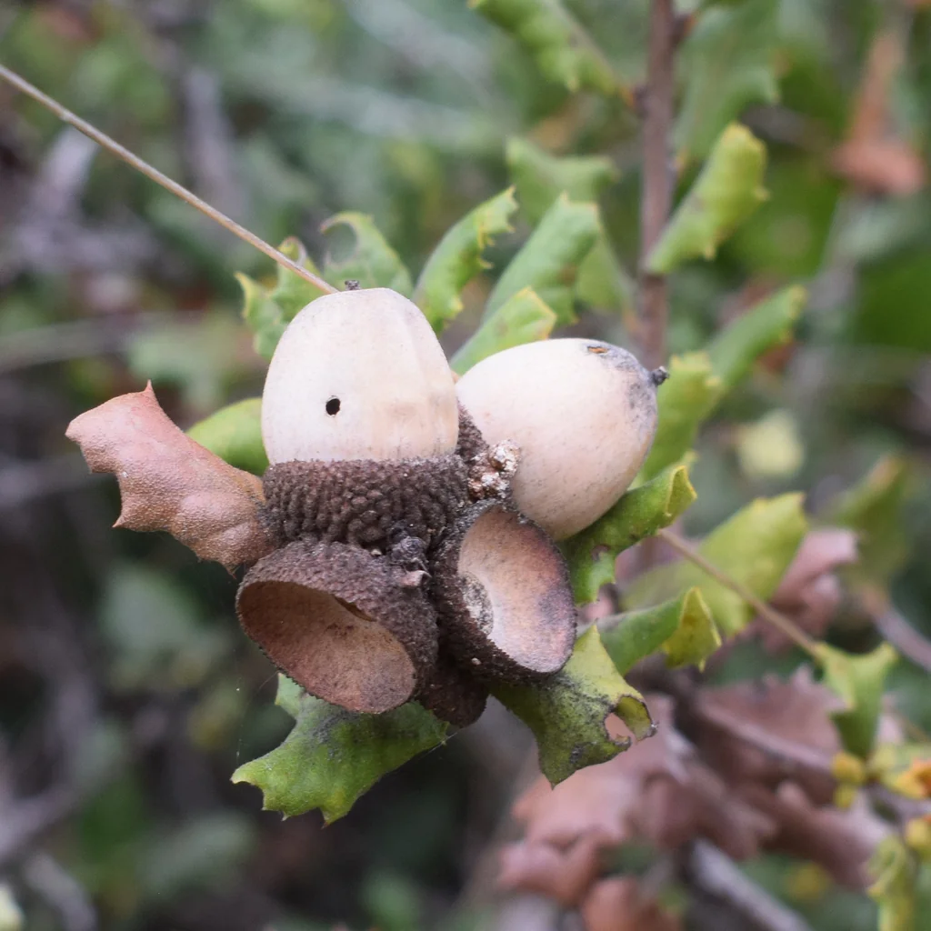 Quercus berberidifolia