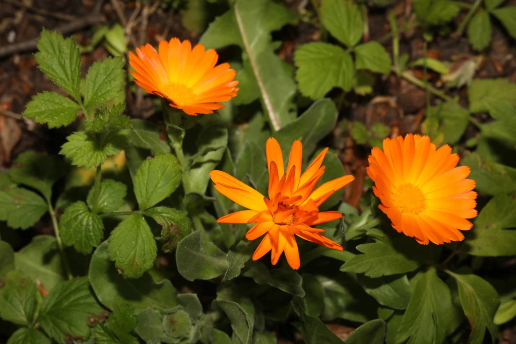 Calendula Officinalis