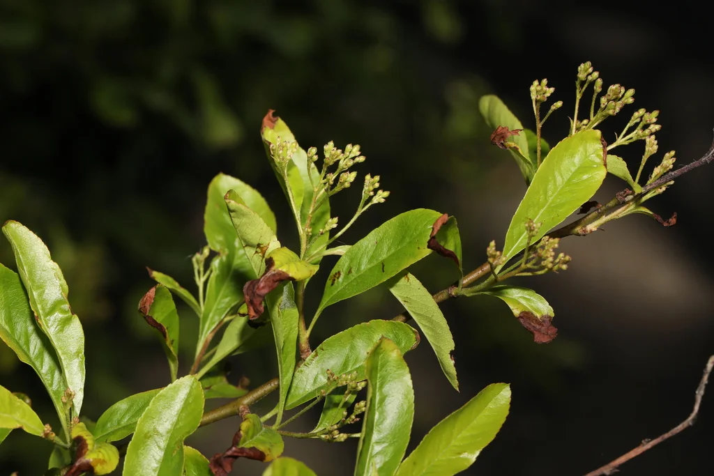 Pyracantha Coccinea