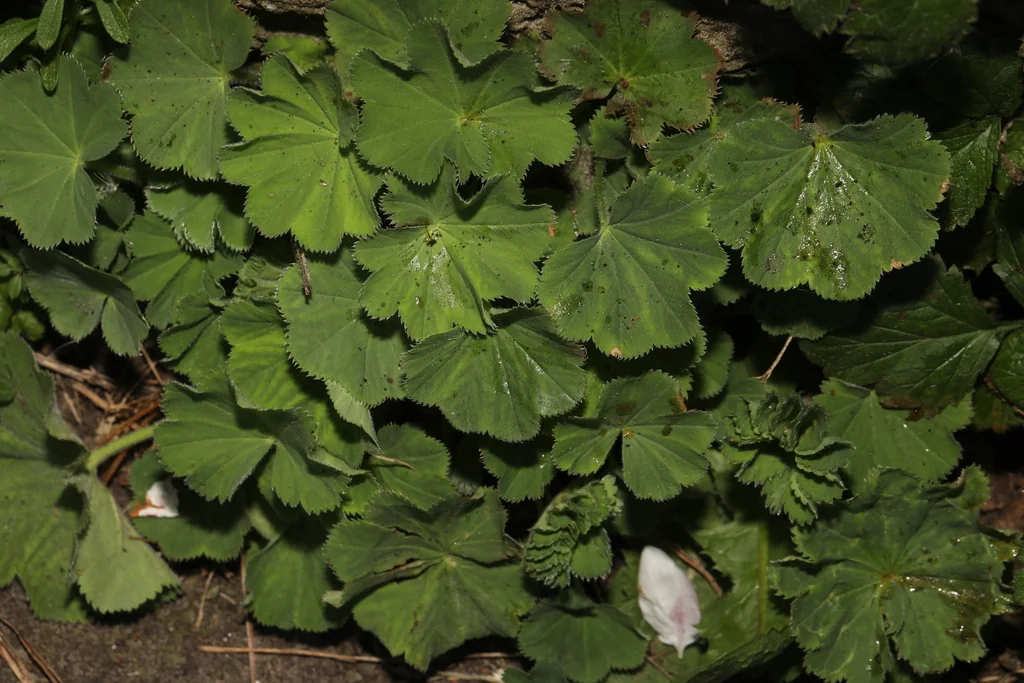 Alchemilla Mollis