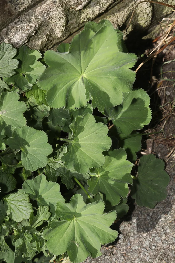 Alchemilla Mollis