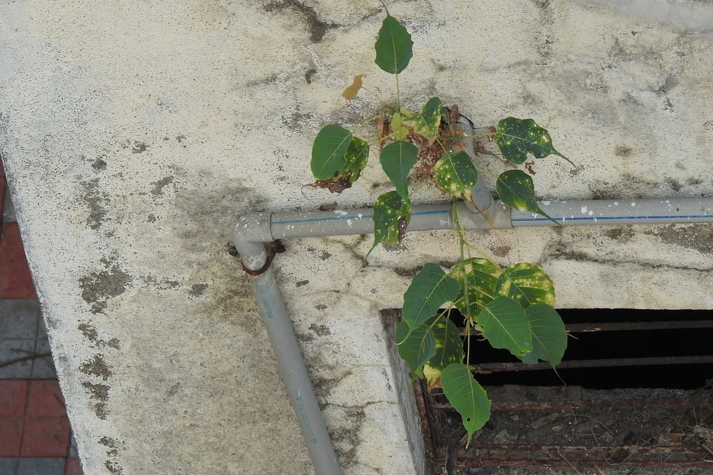Ficus Religiosa