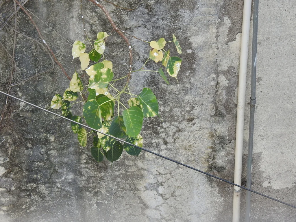 Ficus Religiosa