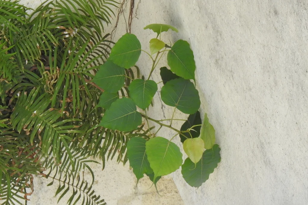 Ficus Religiosa