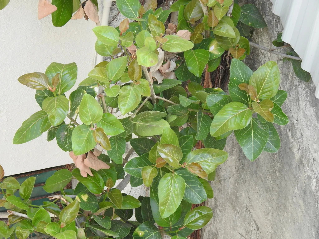 Ficus benghalensis