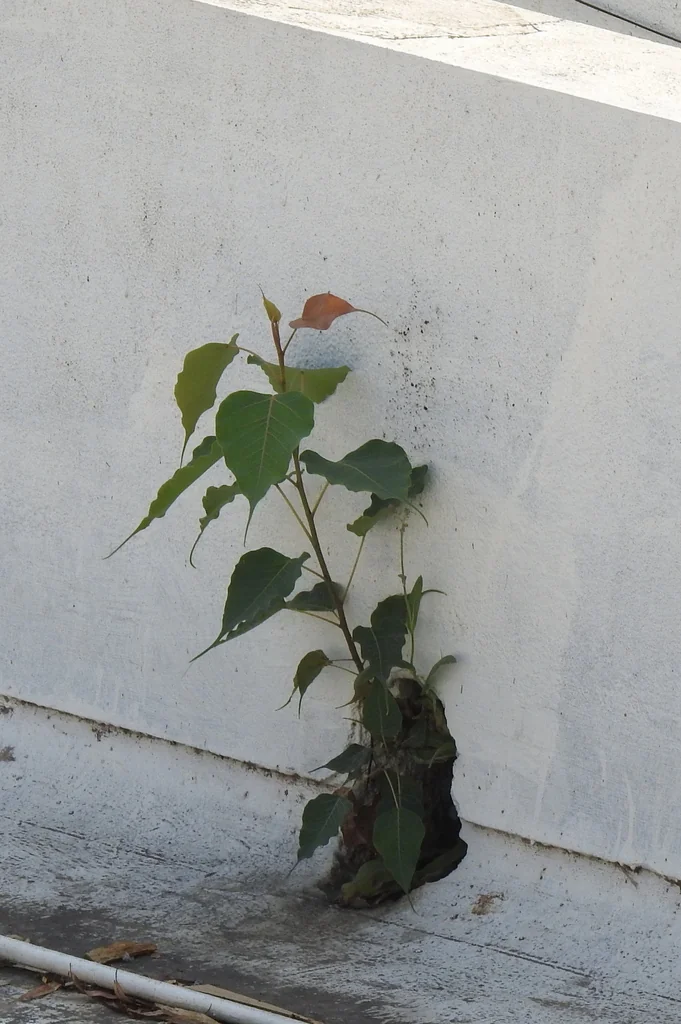 Ficus Religiosa