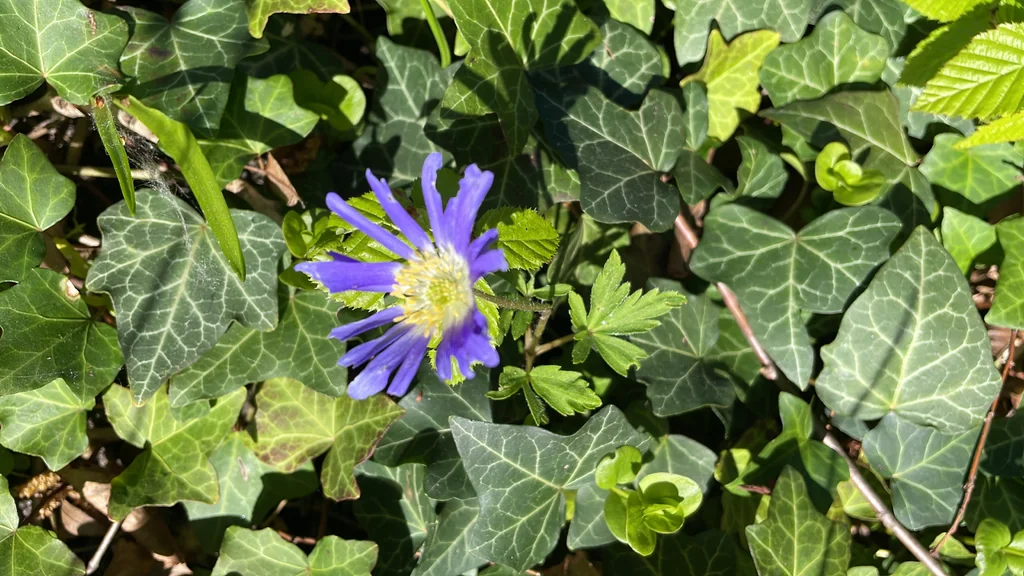 Anemone Blanda