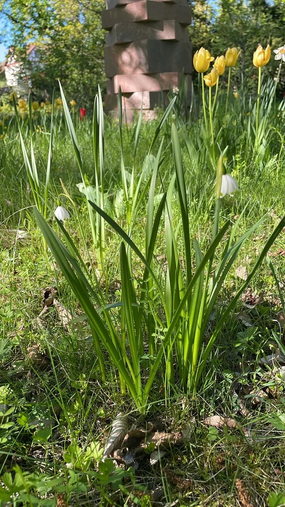 Leucojum Aestivum