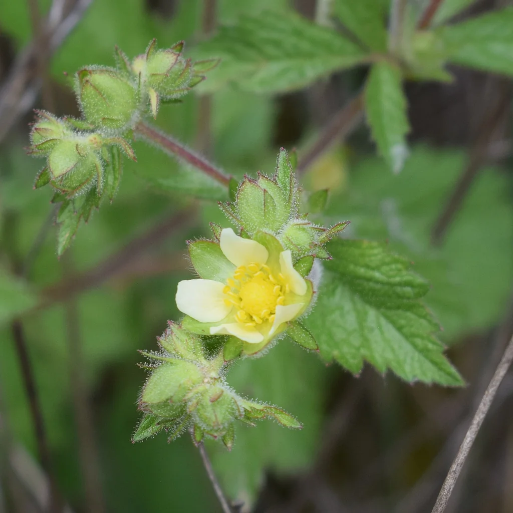 Potentilla Glandulosa