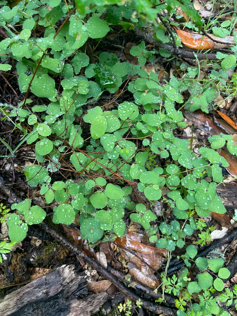 Symphoricarpos Mollis