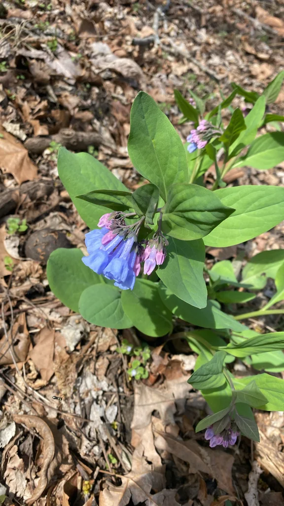 Mertensia Virginica