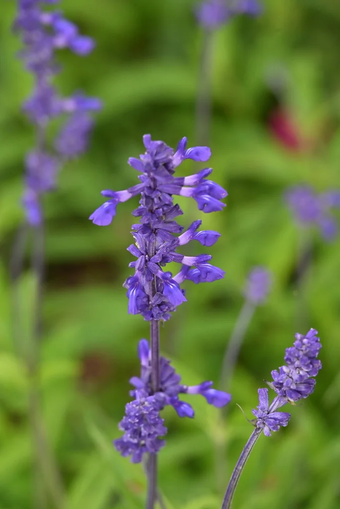 Salvia farinacea