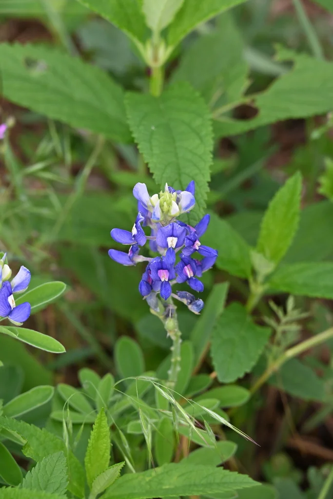 Lupinus Texensis