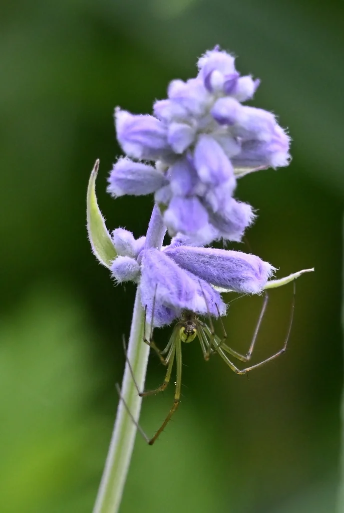 Salvia farinacea