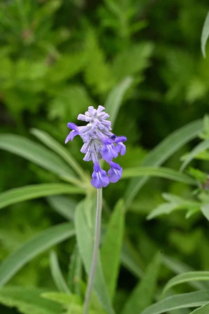 Salvia farinacea