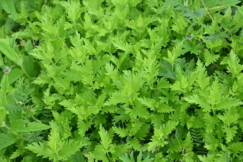Conoclinium Greggii