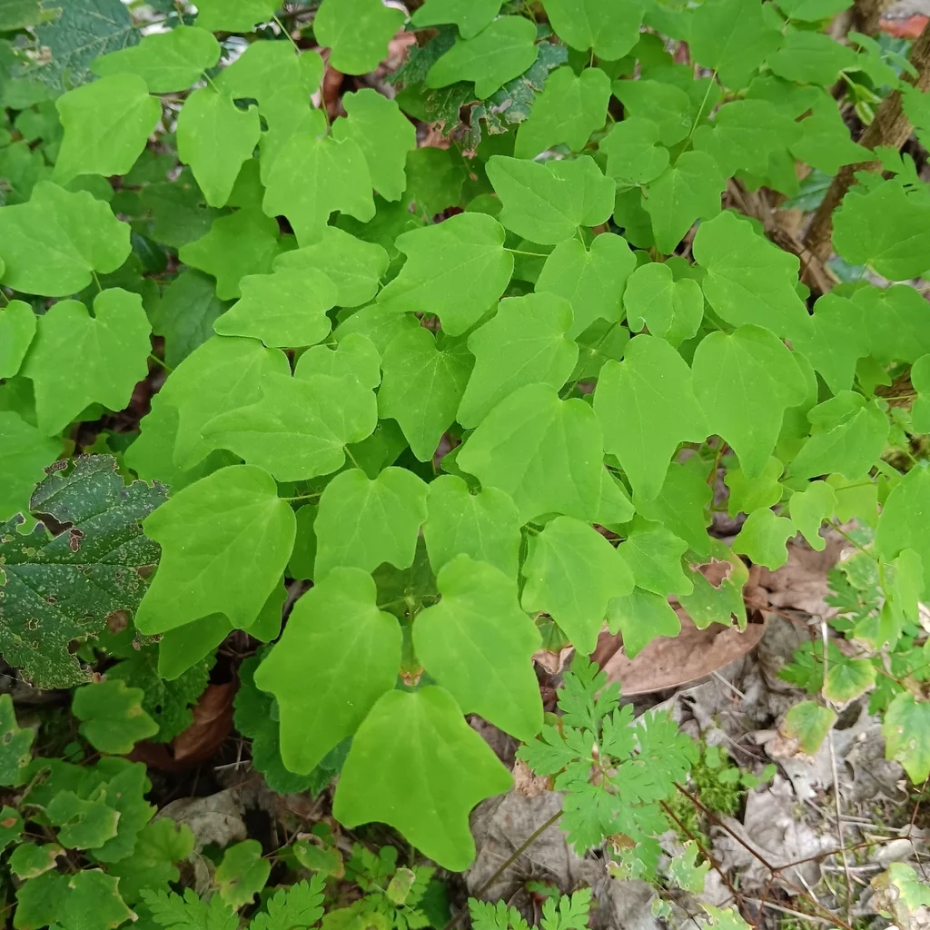 Vancouveria Hexandra