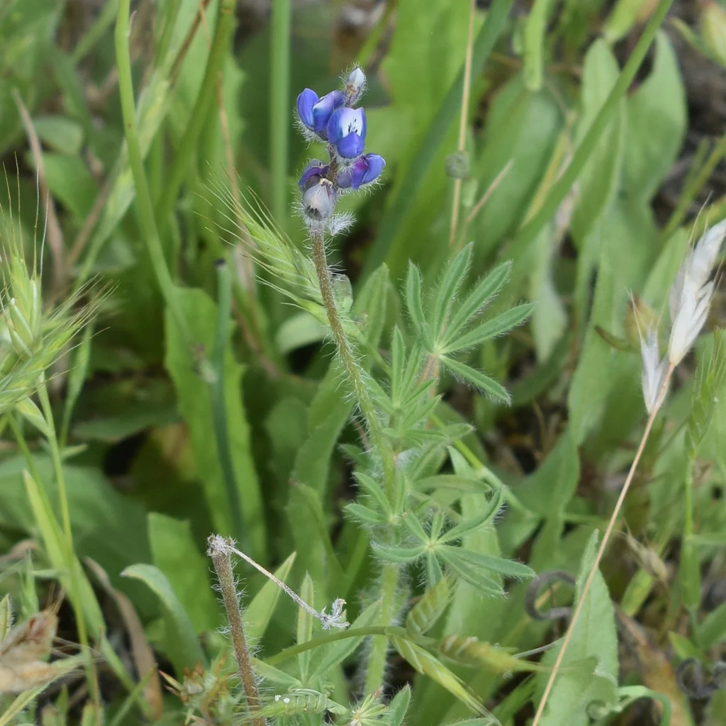 Lupinus Bicolor