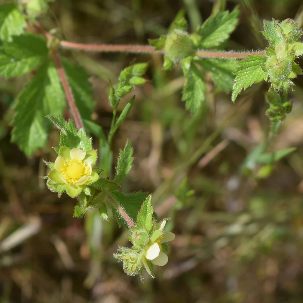 Potentilla Glandulosa