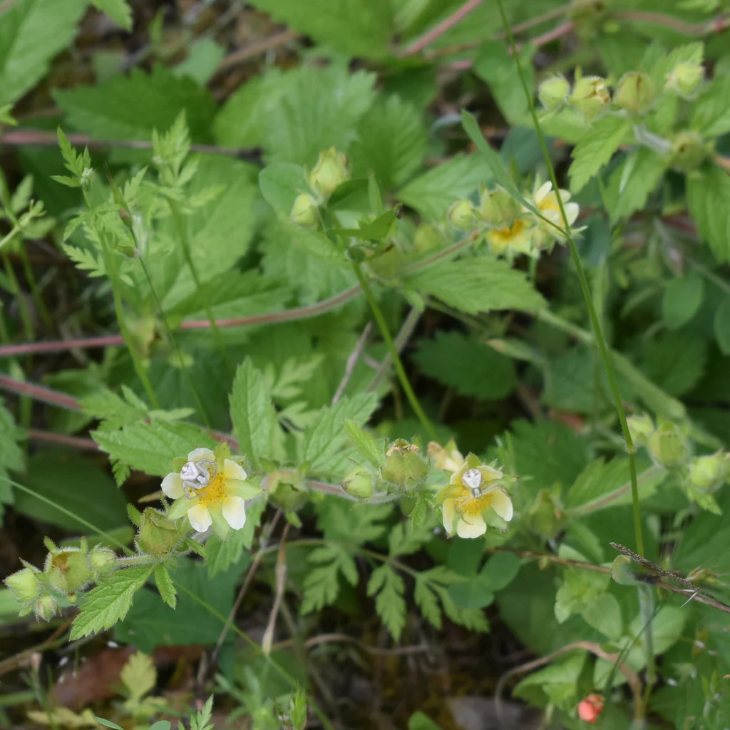Potentilla Glandulosa