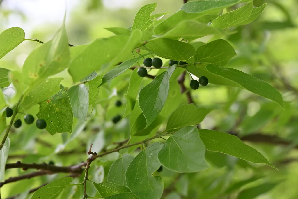 Celtis Laevigata