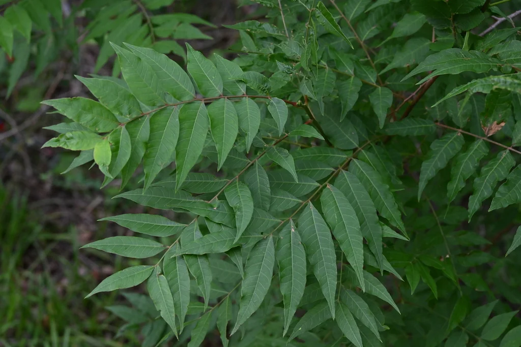 Pistacia Chinensis
