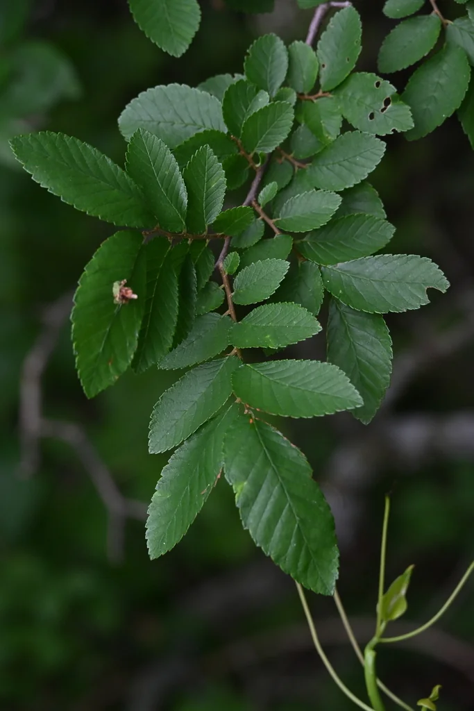 Ulmus Crassifolia