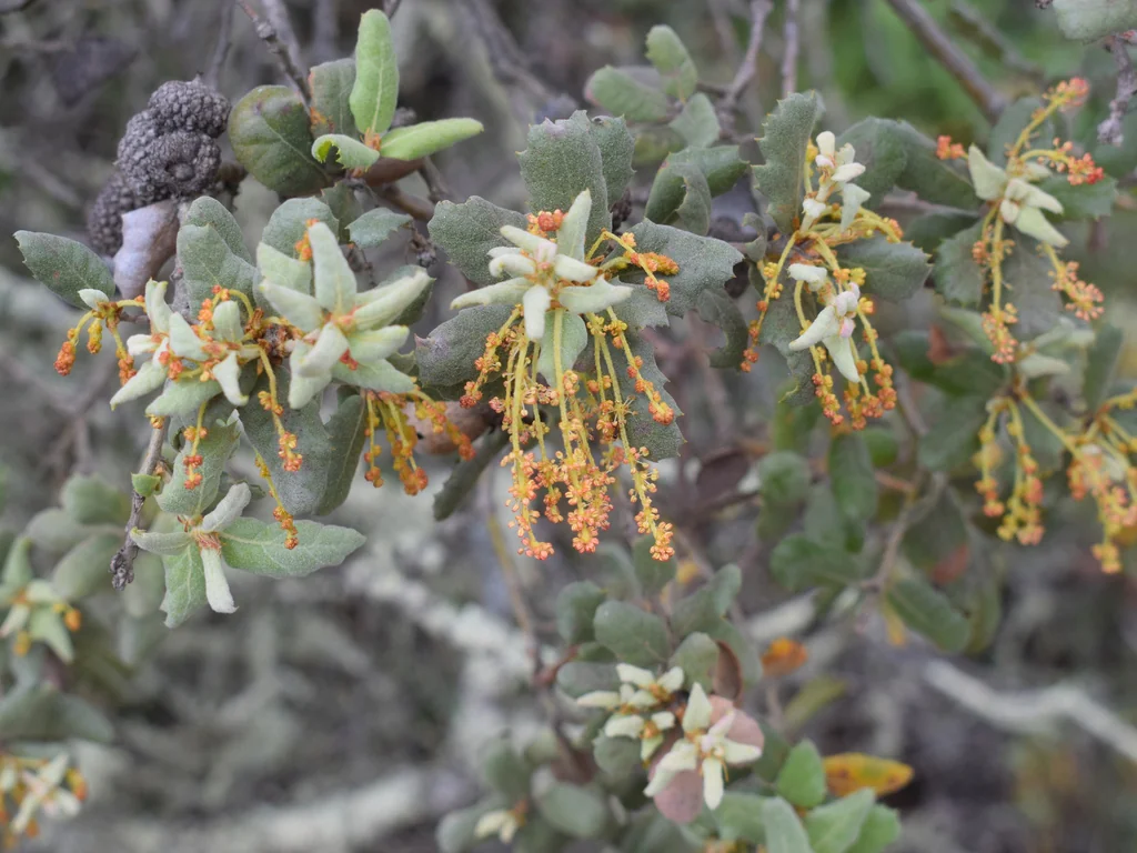 Quercus berberidifolia