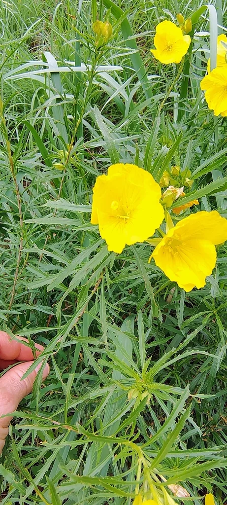 Calylophus Berlandieri