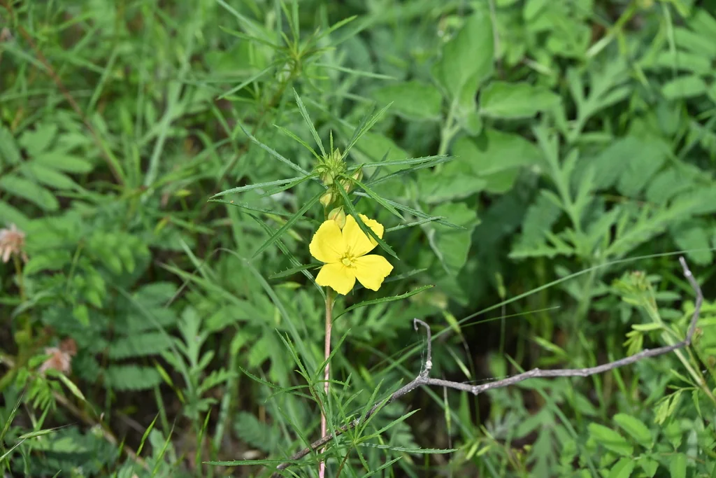 Calylophus Berlandieri