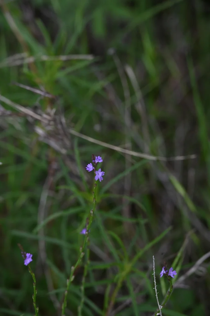 Verbena Halei