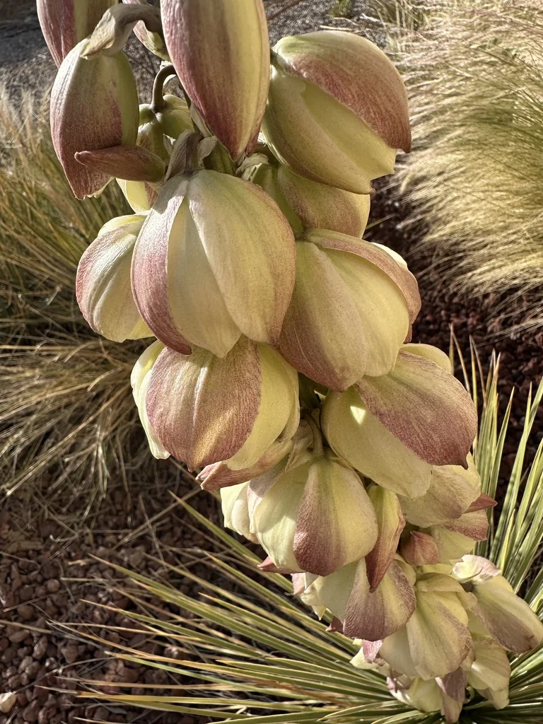 Yucca Baileyi