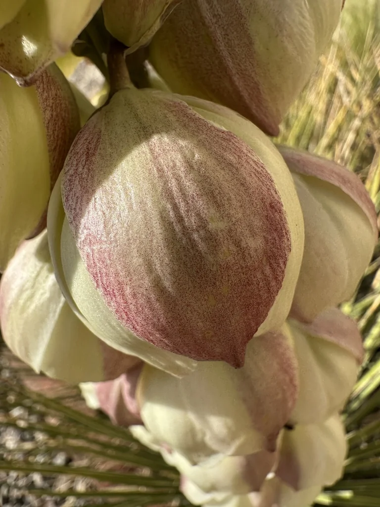 Yucca Baileyi