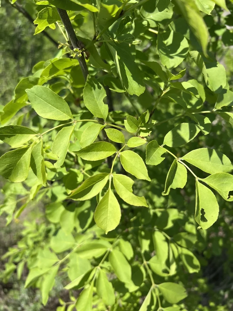 Fraxinus Ornus