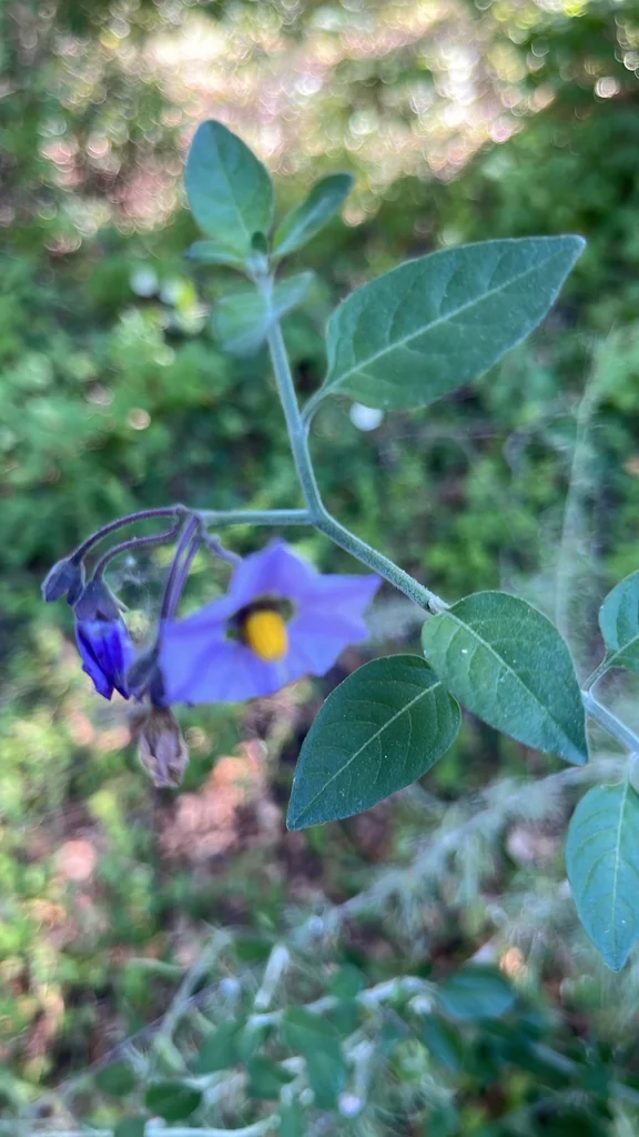 Solanum Umbelliferum