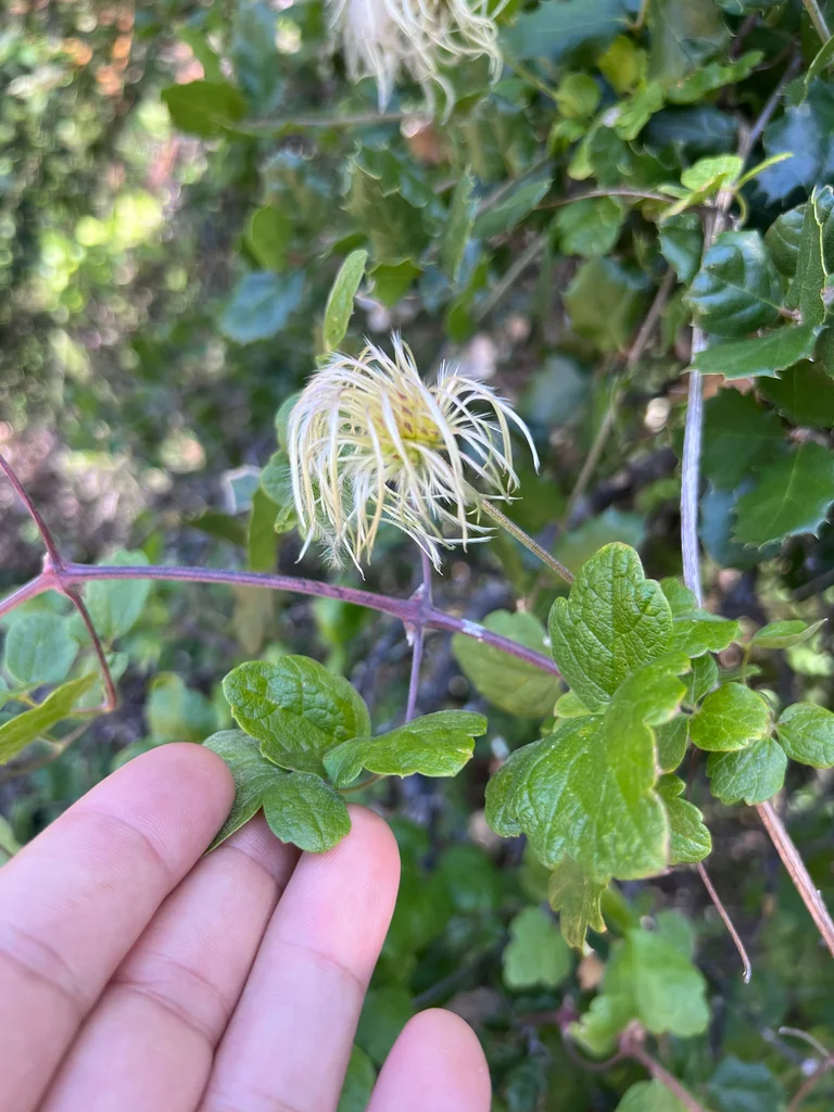 Clematis Lasiantha