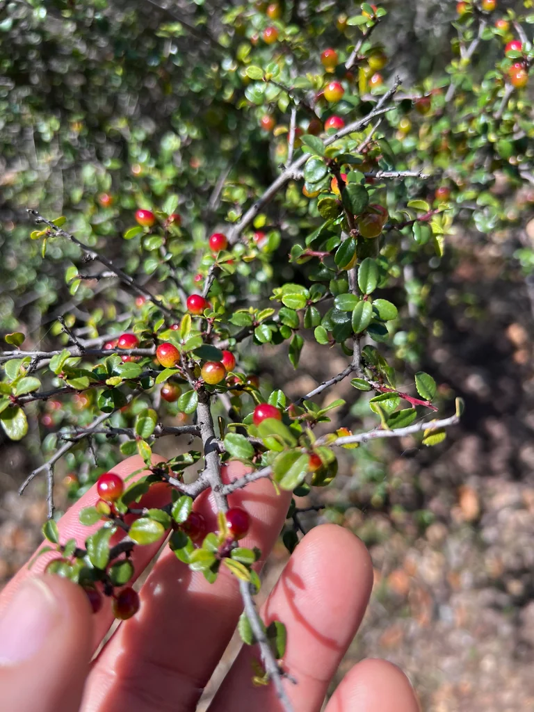 Rhamnus Crocea
