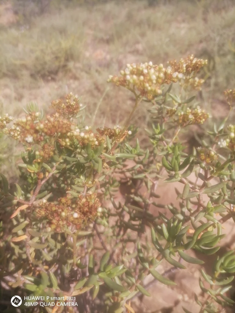Crassula Tetragona