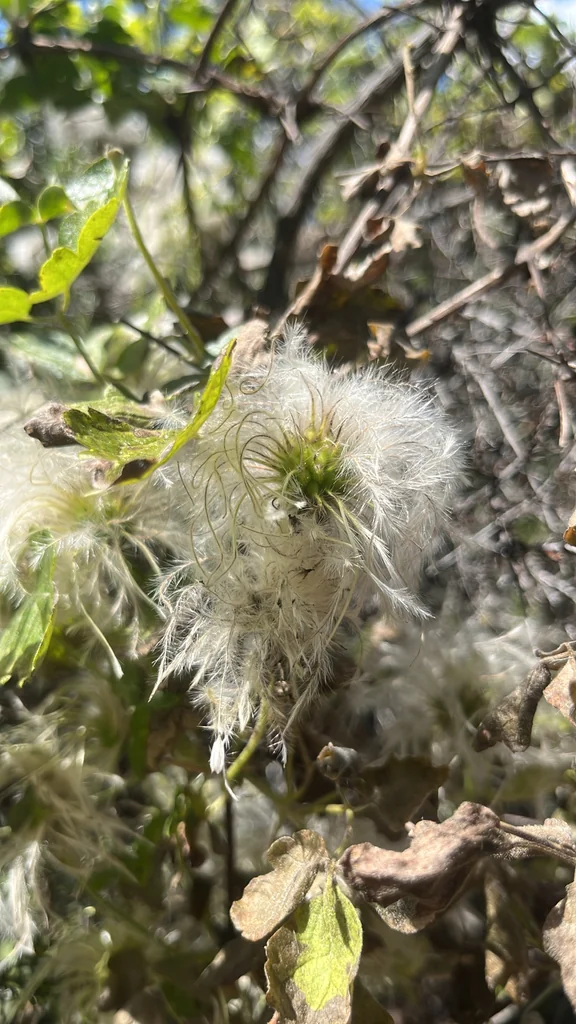 Clematis Lasiantha