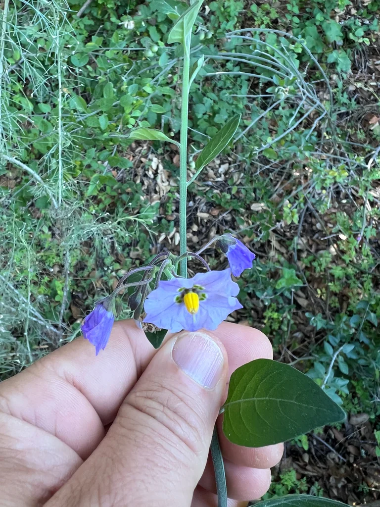 Solanum Umbelliferum