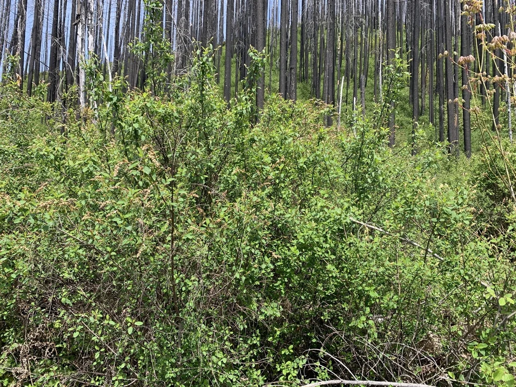 Ceanothus Integerrimus