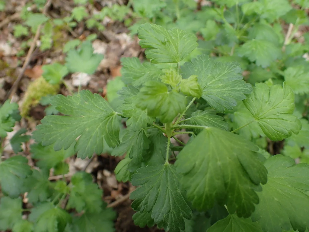 Ribes Uva-Crispa