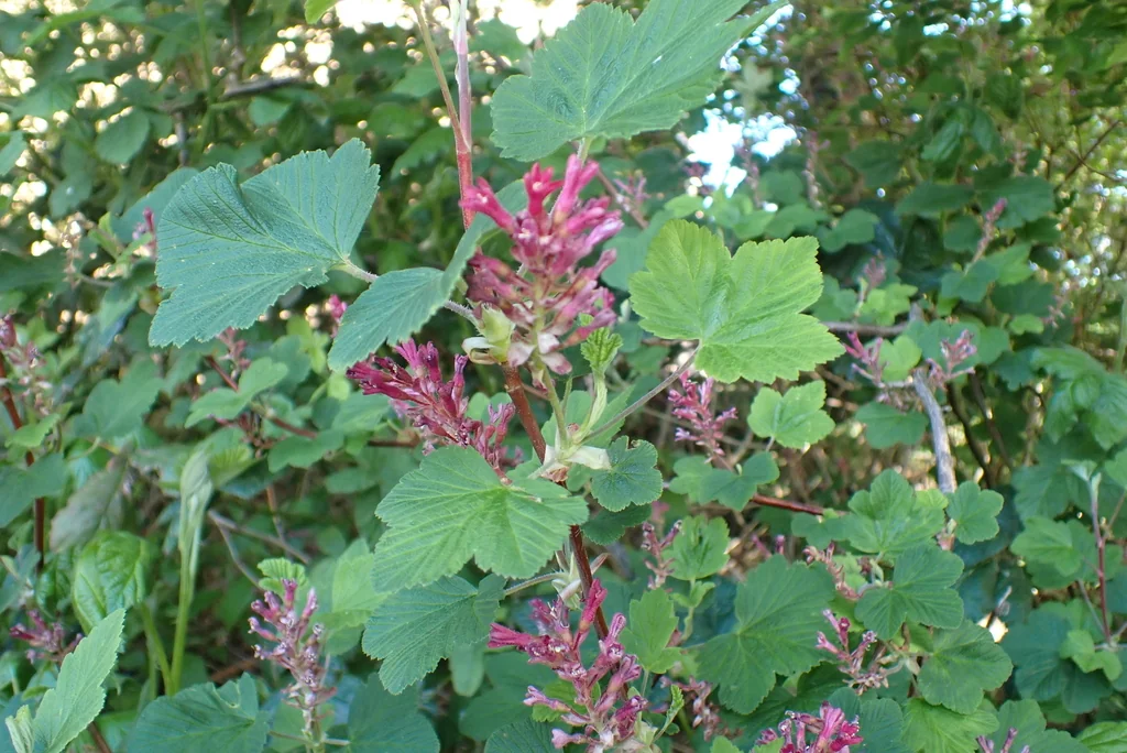 Ribes Sanguineum