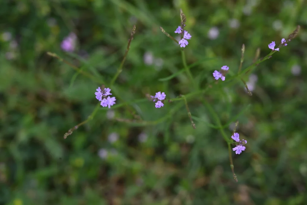Verbena Halei