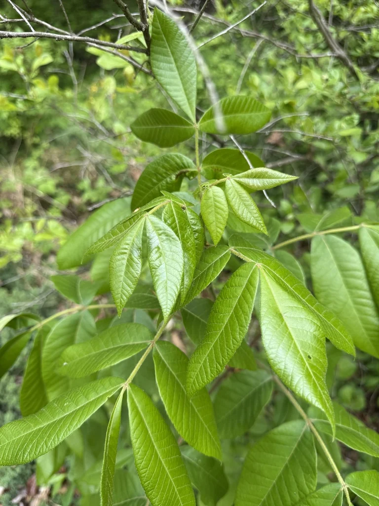Carya Tomentosa