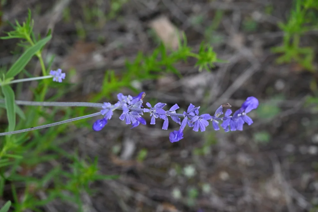Salvia farinacea
